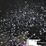 BlueMarlin_UAE_openingday2_March_12_133