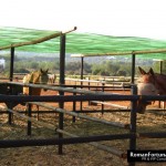 IbizaPoloClub_Autumn_12_ 020