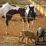 IbizaPoloClub_Autumn_12_ 030