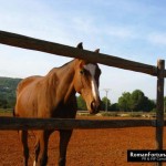 IbizaPoloClub_Autumn_12_ 049