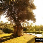 PDiddy_villapartyIbiza_Aug12_133