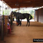 57_IbizaPoloClub_Autumn_12_ 018