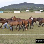 Polo cup presented by Champagne Cristal 43